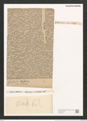 Synedra gaulardi Breb. et Arndt (de-Toni-Nr.: Genus 66, Species 2585) Zeichnungen Sammlung Grunow (NHMW-BOT-W0373616)